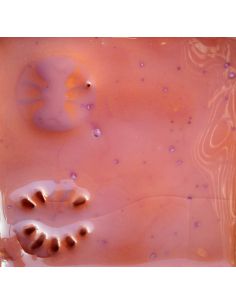 sur faïence blanche   2