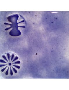 sur faïence blanche  