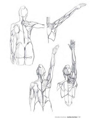 MORPHO/ANATOMIE ARTISTIQUE