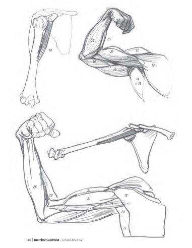 MORPHO/ANATOMIE ARTISTIQUE