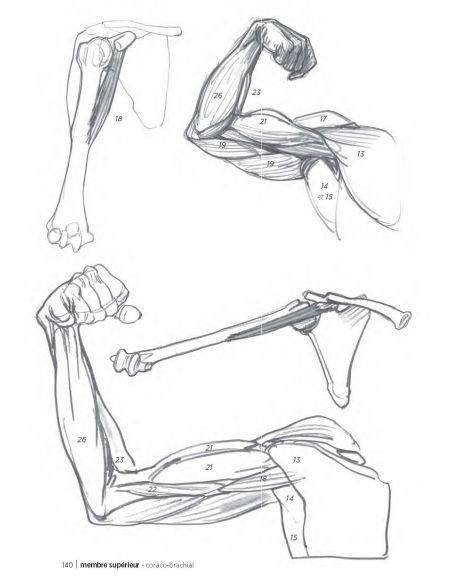 MORPHO/ANATOMIE ARTISTIQUE