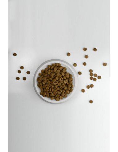 Gamelle pour animaux | Biscuit de faïence